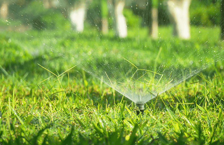 Rasen bewässern: Wie oft und wie lange?