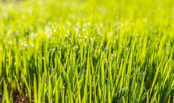 Rasen nachsäen: So wird der Rasen wieder dicht