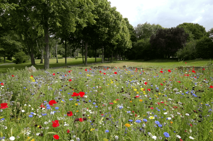 Blumenwiese richtig mähen
