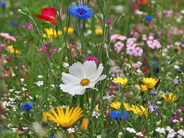 Blumenwiese anlegen: Wann und wie richtig säen?