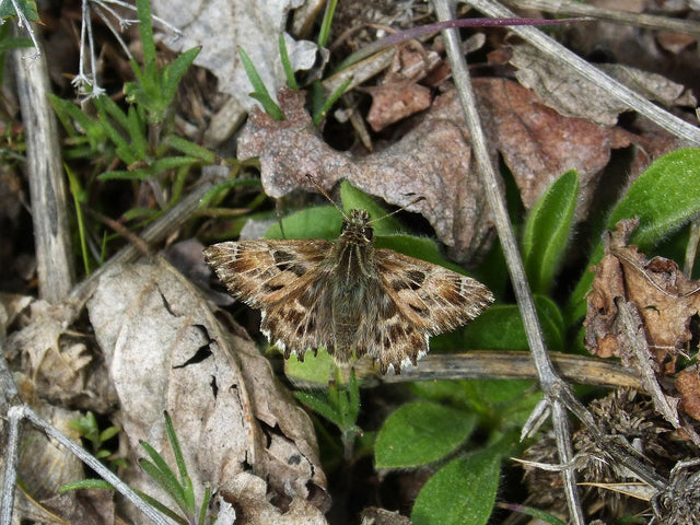 Erdraupen im Garten bekämpfen
