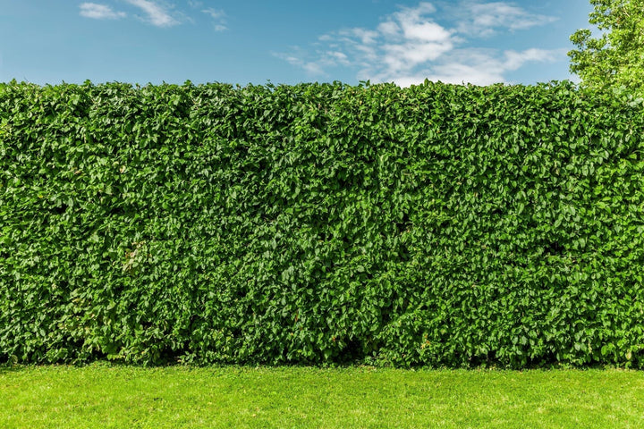 Buchenhecke düngen: nahrhafte Tipps!