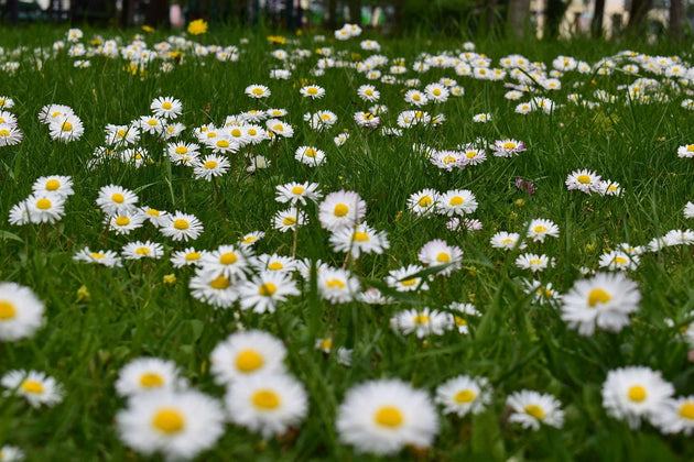 blog-bloemengazon