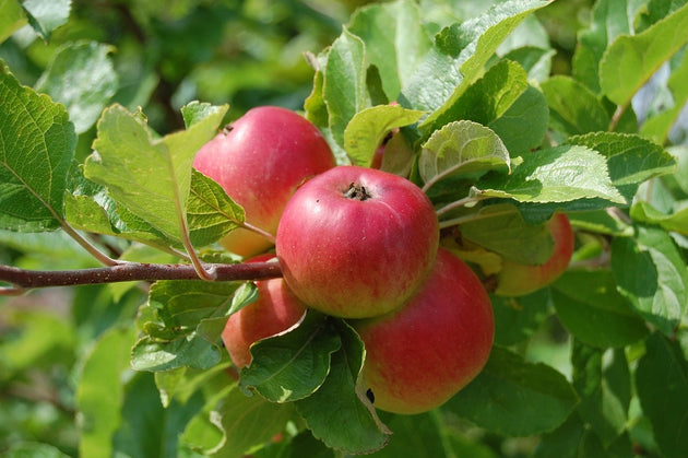 blog-fruitboom-bemesten