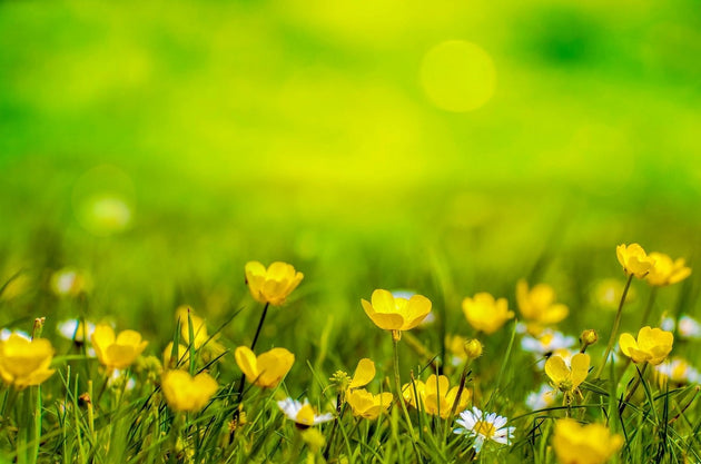 blog-gele-bloemen-in-gazon-onkruid-of-niet