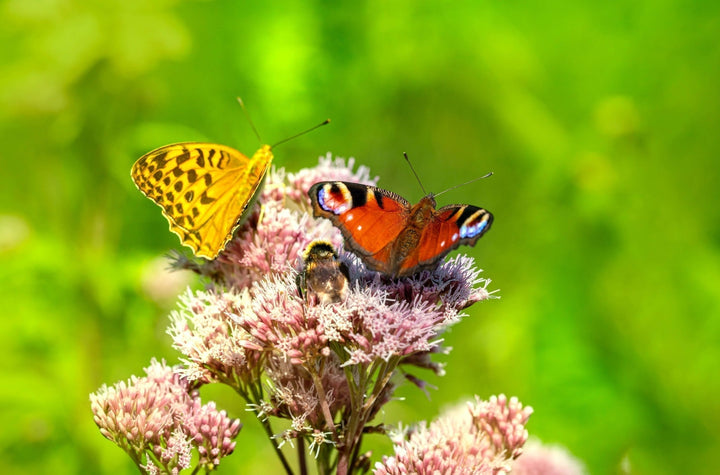 Machen Sie Ihren Garten insektenfreundlich!
