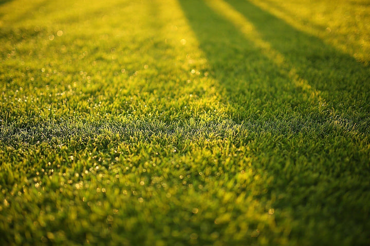 Warum geht mein Grassamen nicht auf?
