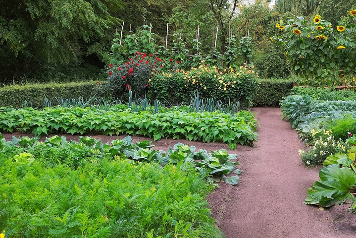 Gemüsegarten anlegen: Wie und wann?
