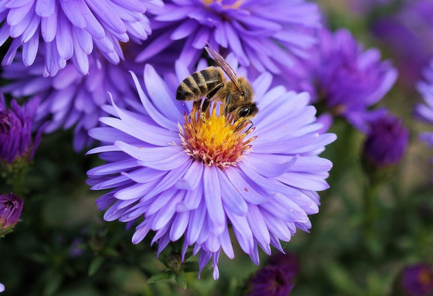 blog-top-10-beste-bloemen-voor-bijen