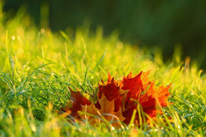 Herbstdüngung: Alle Infos und Tipps