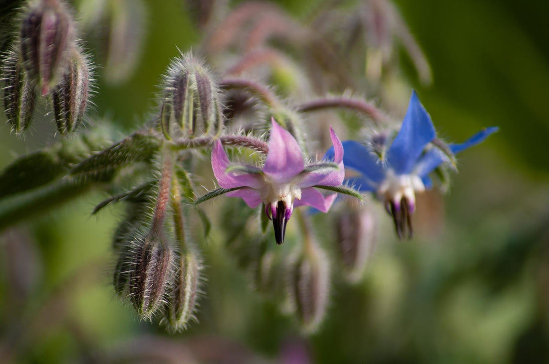 Borage - Komkommerkruid