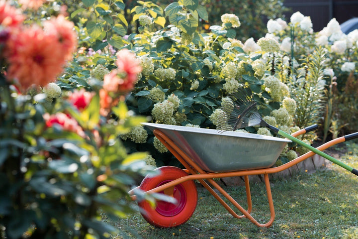 Gartenkalender September: Säen, Rasen pflegen & mehr