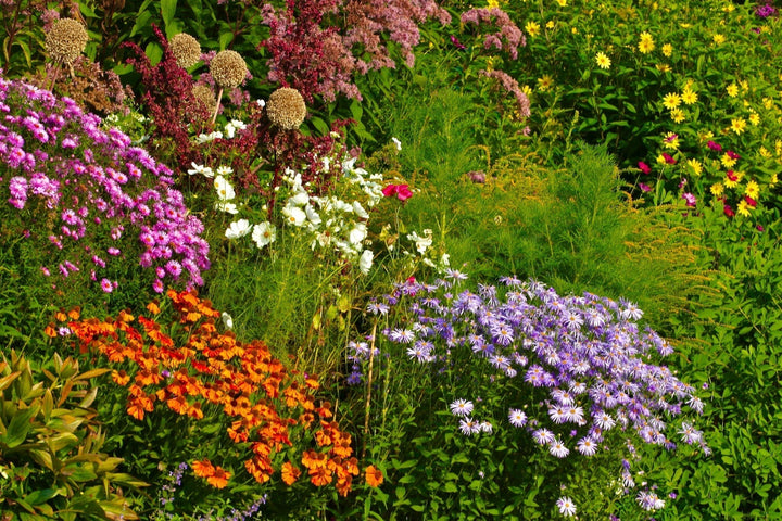 Duftende Pflanzen im Garten