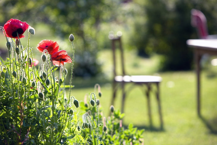 In 5 Schritten zum grünen Garten