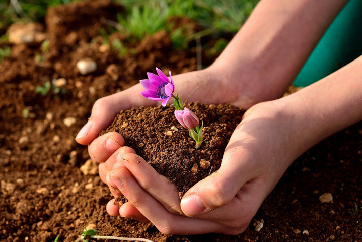 Wie lange dauert es, bis Blumensamen sprießen?