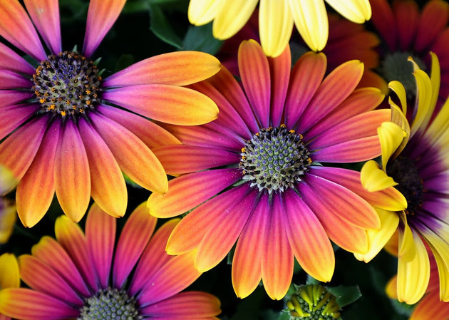 IJSbloem-Dorotheanthus