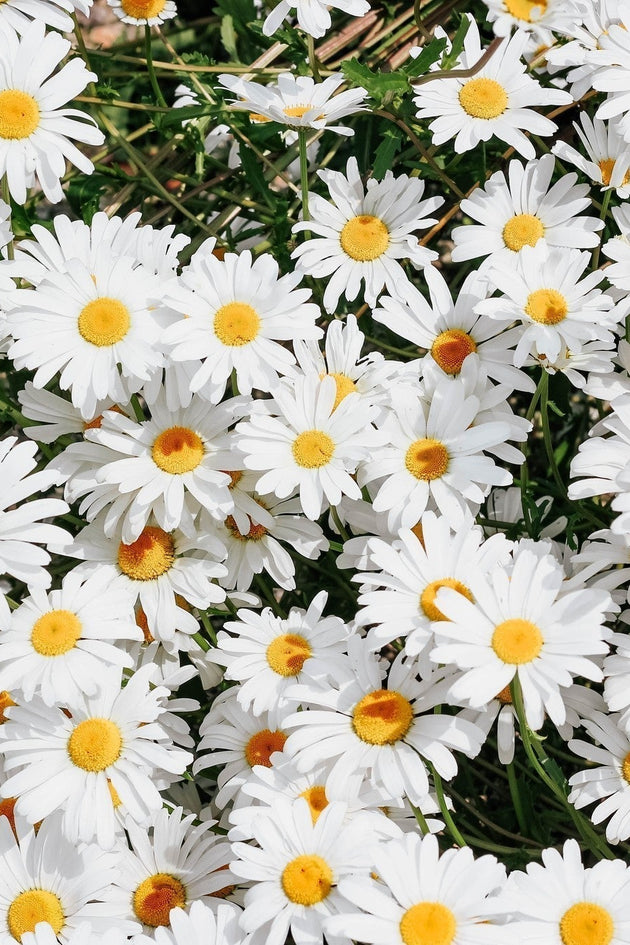 Margrieten