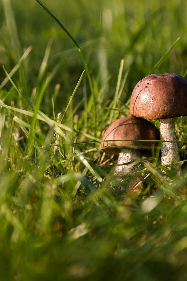 Paddenstoel in gras