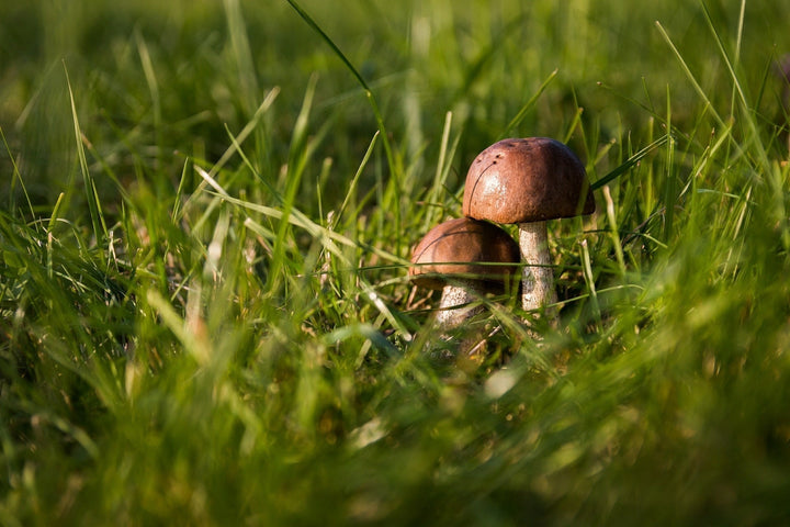 Pilze im Rasen bekämpfen