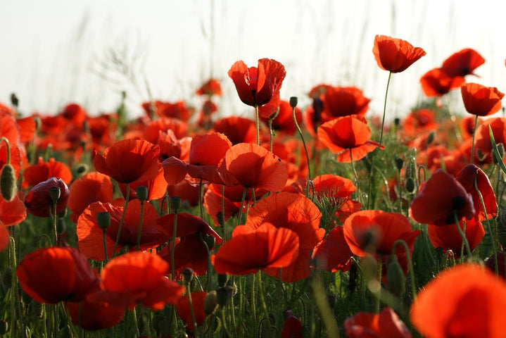 Mohnblume - Papaver