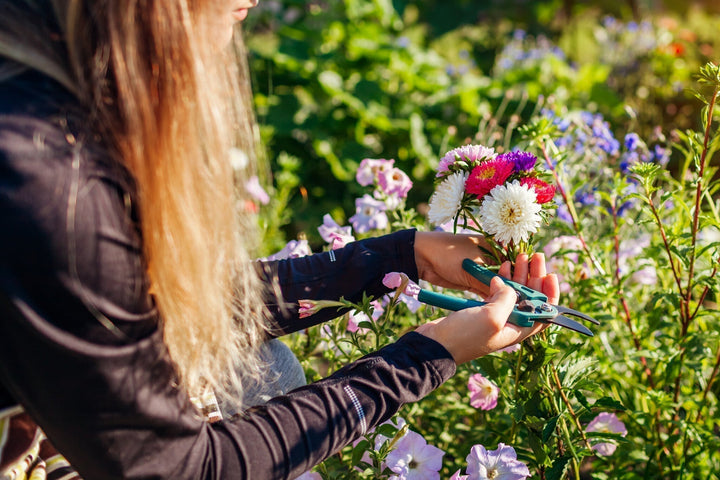 Beliebte Schnittblumen für den Garten