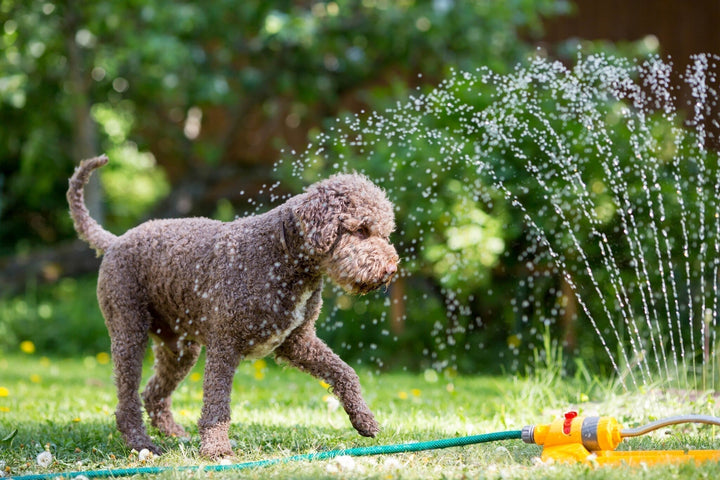 Gartenkalender August: Genießen Sie einen „Staycation” in Ihrem eigenen Garten!