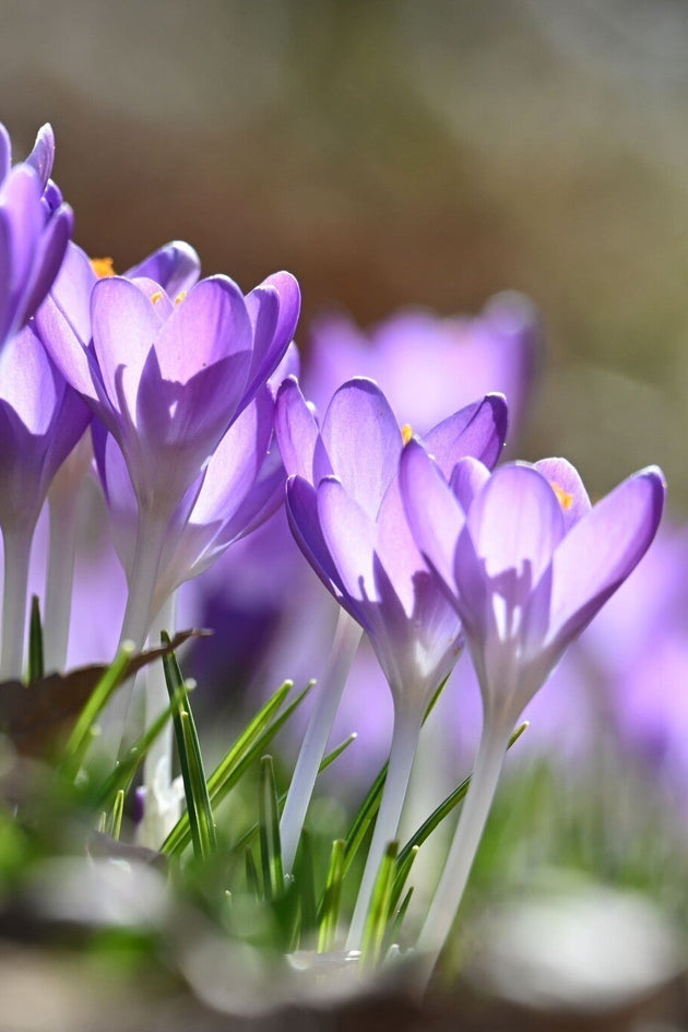 Tuinkalender maart
