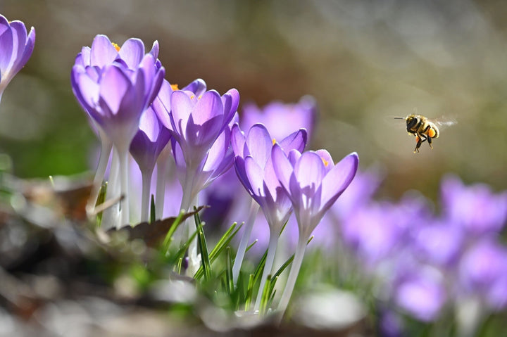 Gartenkalender März: Der Start in die Gartensaison!