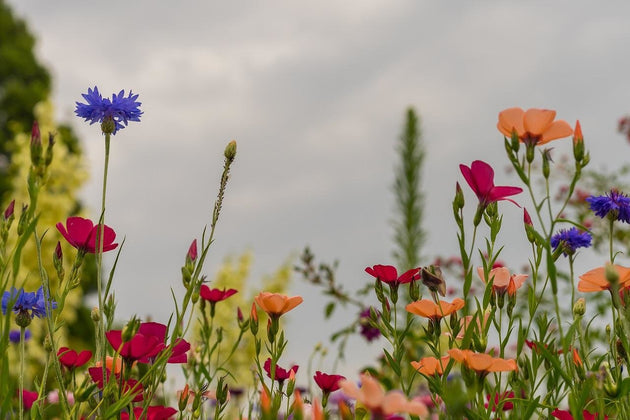 wilde bloemen zaaien in het najaar