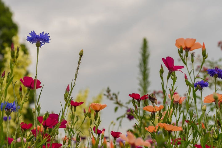 Wilde Blumen im Herbst säen