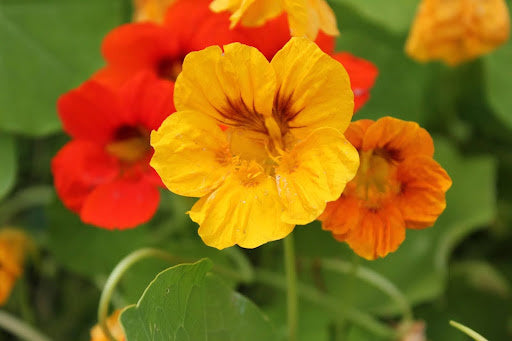 bloemen-zaaien-juli