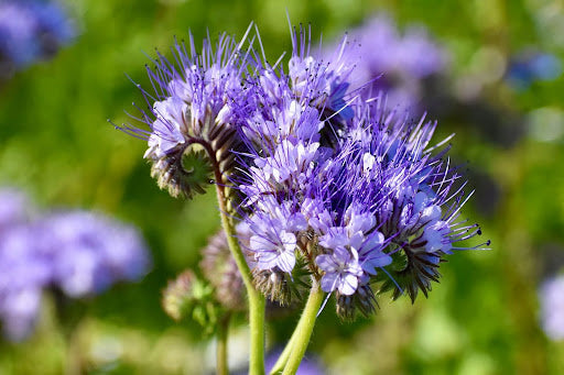 bloemen-zaaien-juni