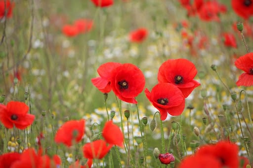 bloemen-zaaien-maart