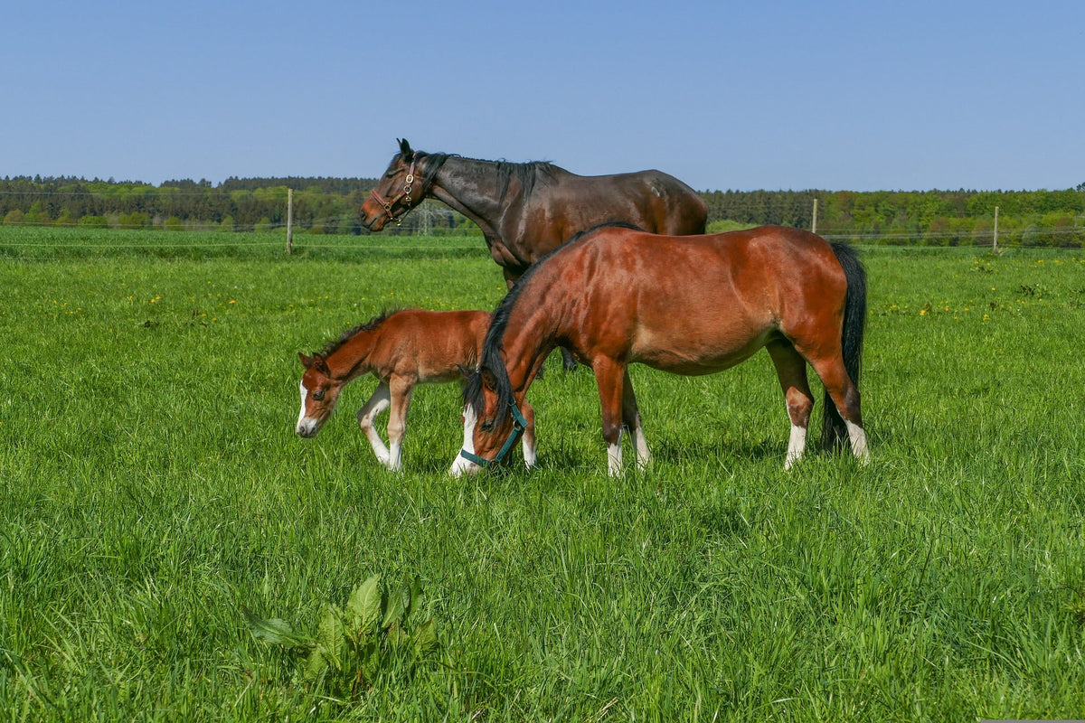 Paard & kleinvee