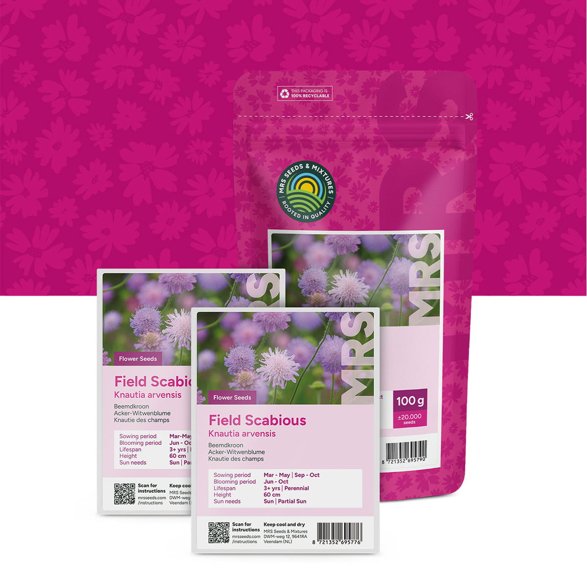 Acker-Witwenblume – Knautia arvensis
