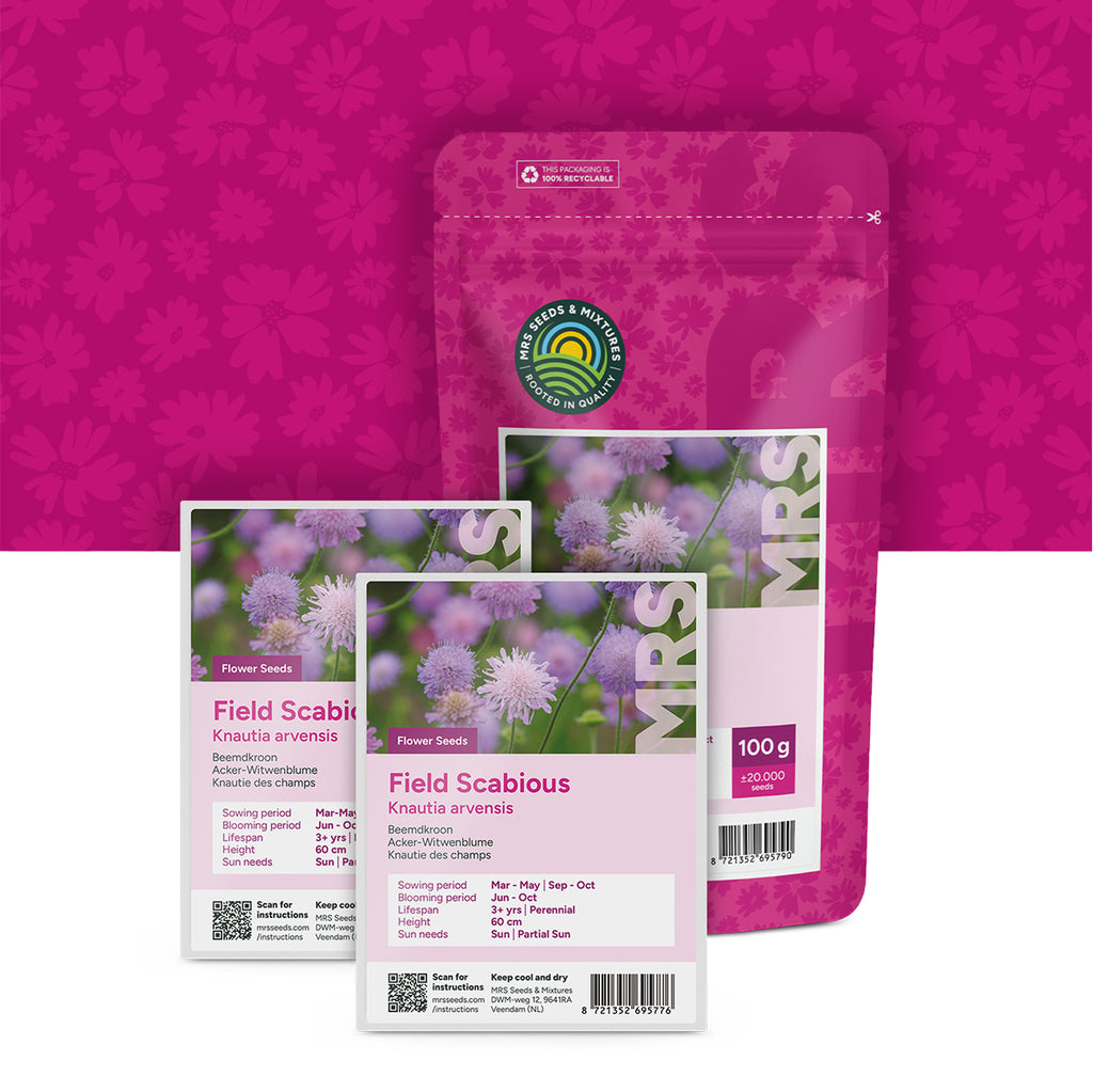 Acker-Witwenblume – Knautia arvensis