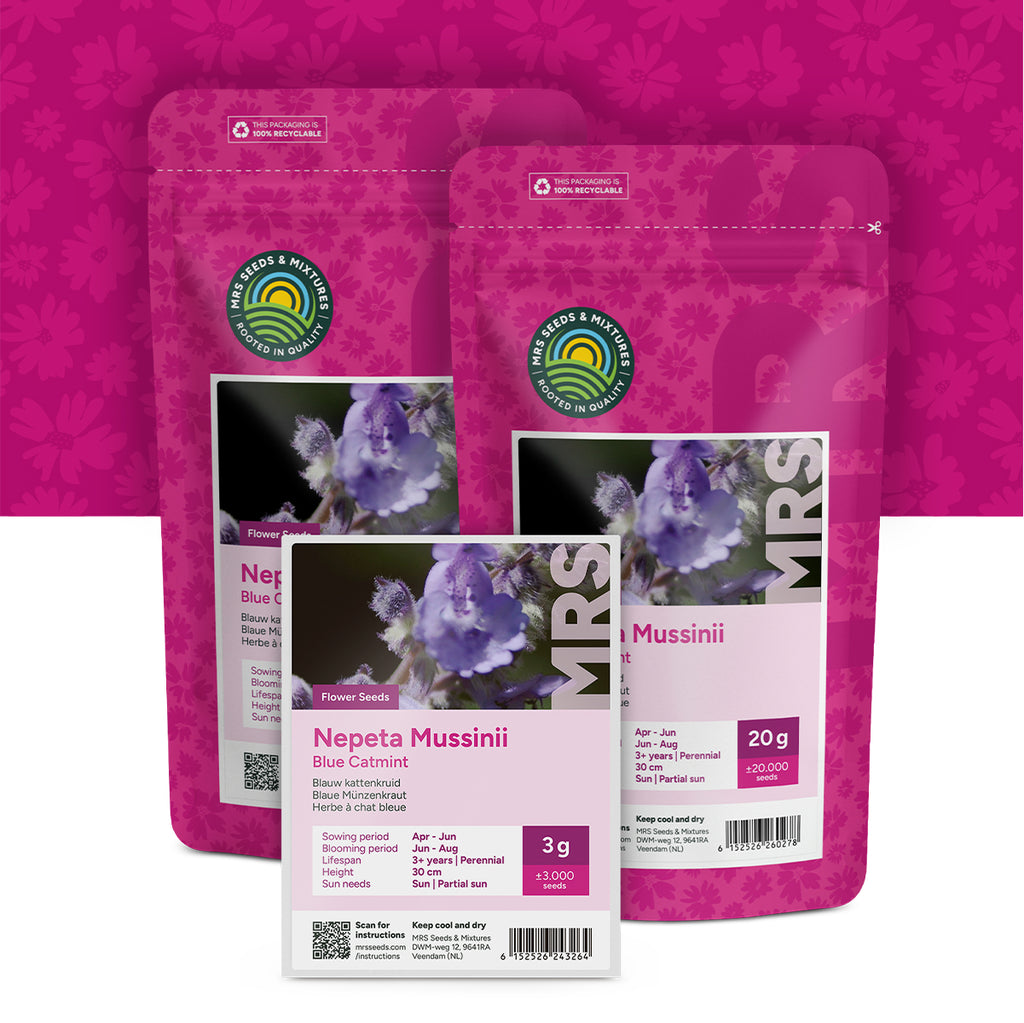 Blaue Katzenminze – Nepeta mussinii