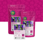 Bunter Salbei – Salvia horminum