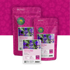 Bunter Salbei – Salvia horminum