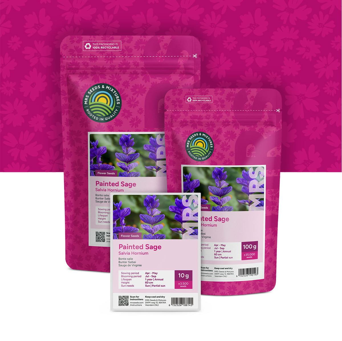 Bunter Salbei – Salvia horminum