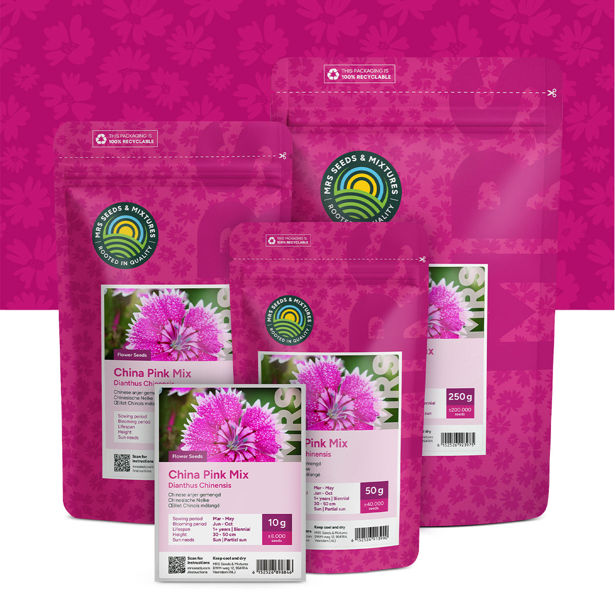 Chinesische Nelke – Dianthus chinensis