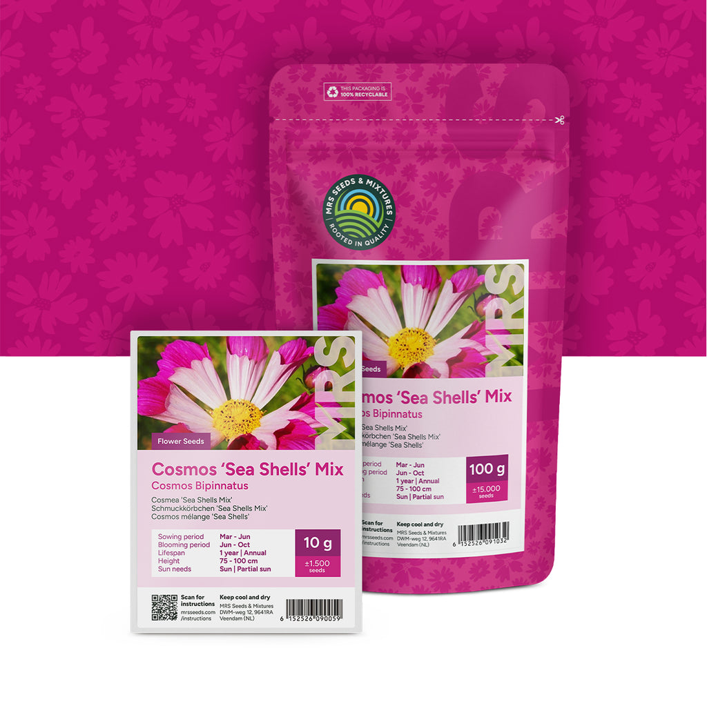 Schmuckkörbchen  – Cosmos 'Sea Shells' mix