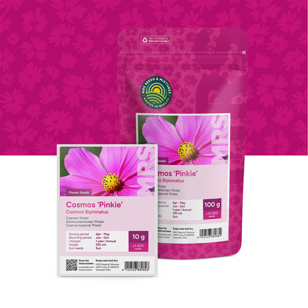 Schmuckkörbchen  'Pinkie' – Cosmos bipinnatus