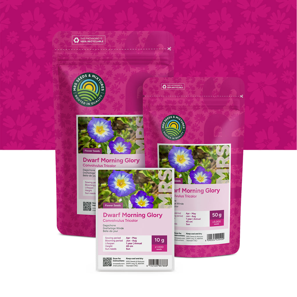 Dreifarbige Winde – Convolvulus tricolor