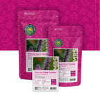 Mexikanischer Riesenysop – Agastache mexicana