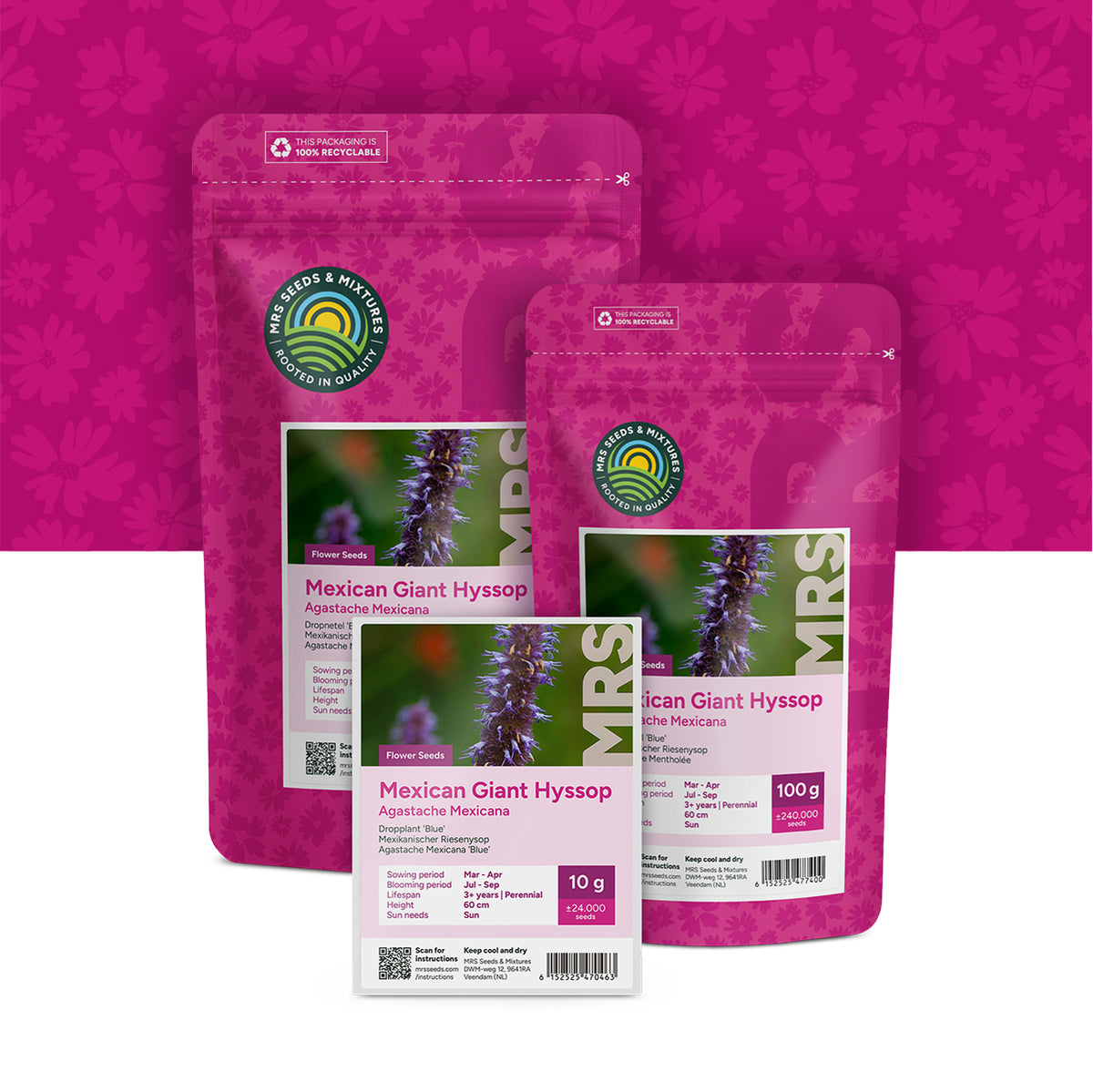 Mexikanischer Riesenysop – Agastache mexicana