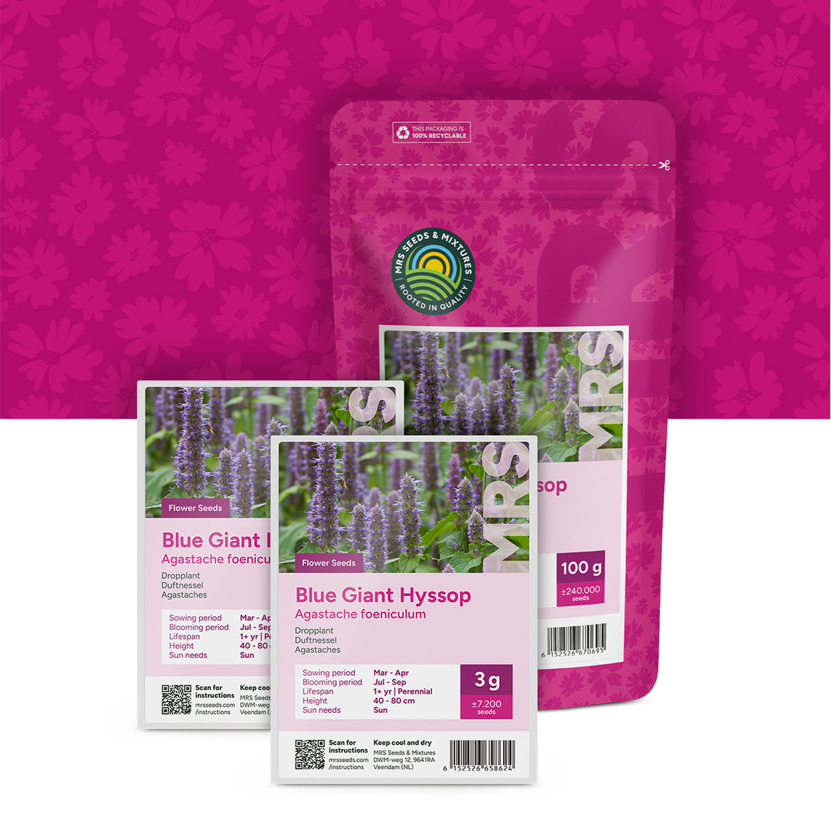 Duftnessel – Agastache foeniculum