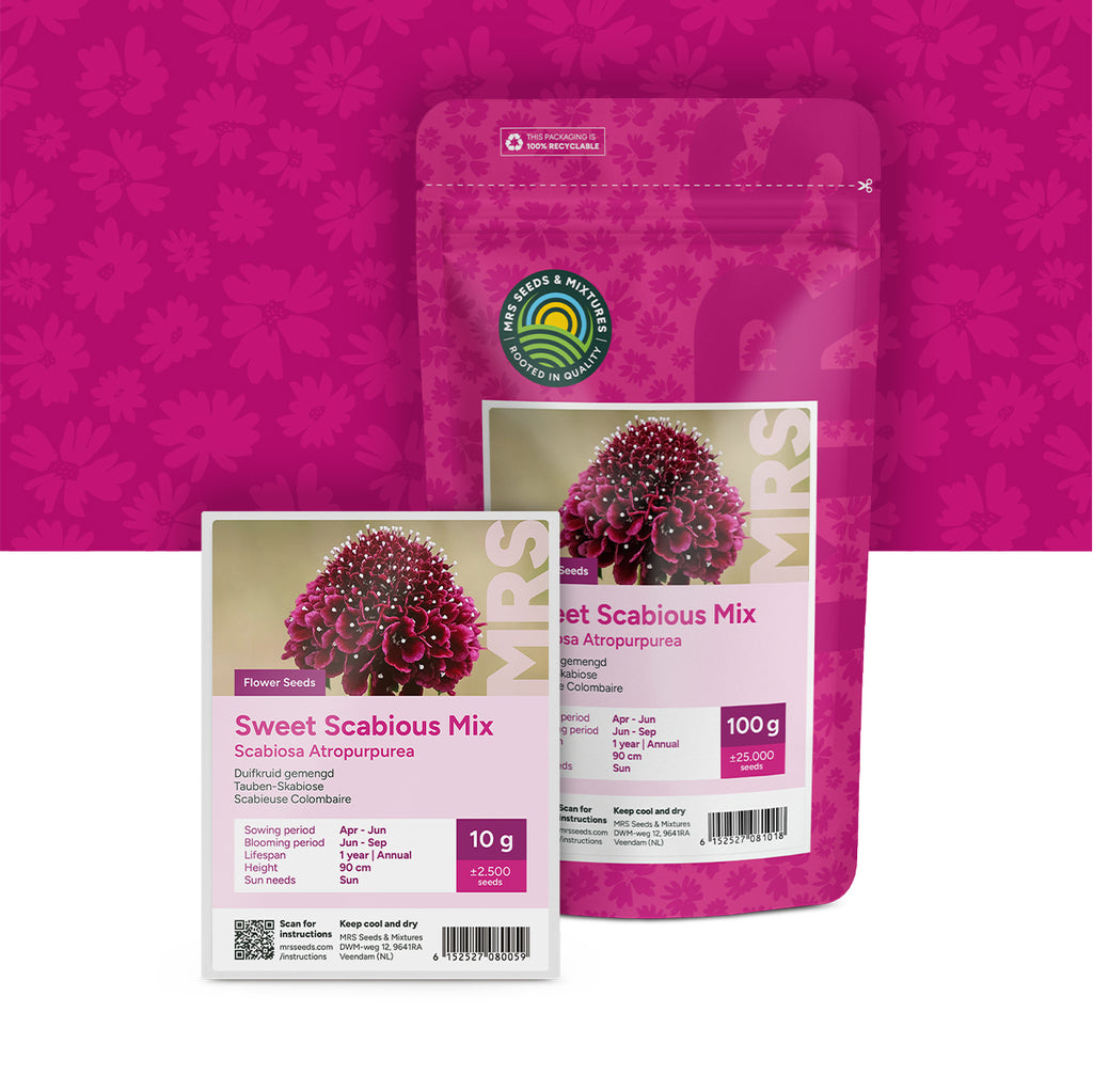 Tauben-Skabiose – Scabiosa atropurpurea