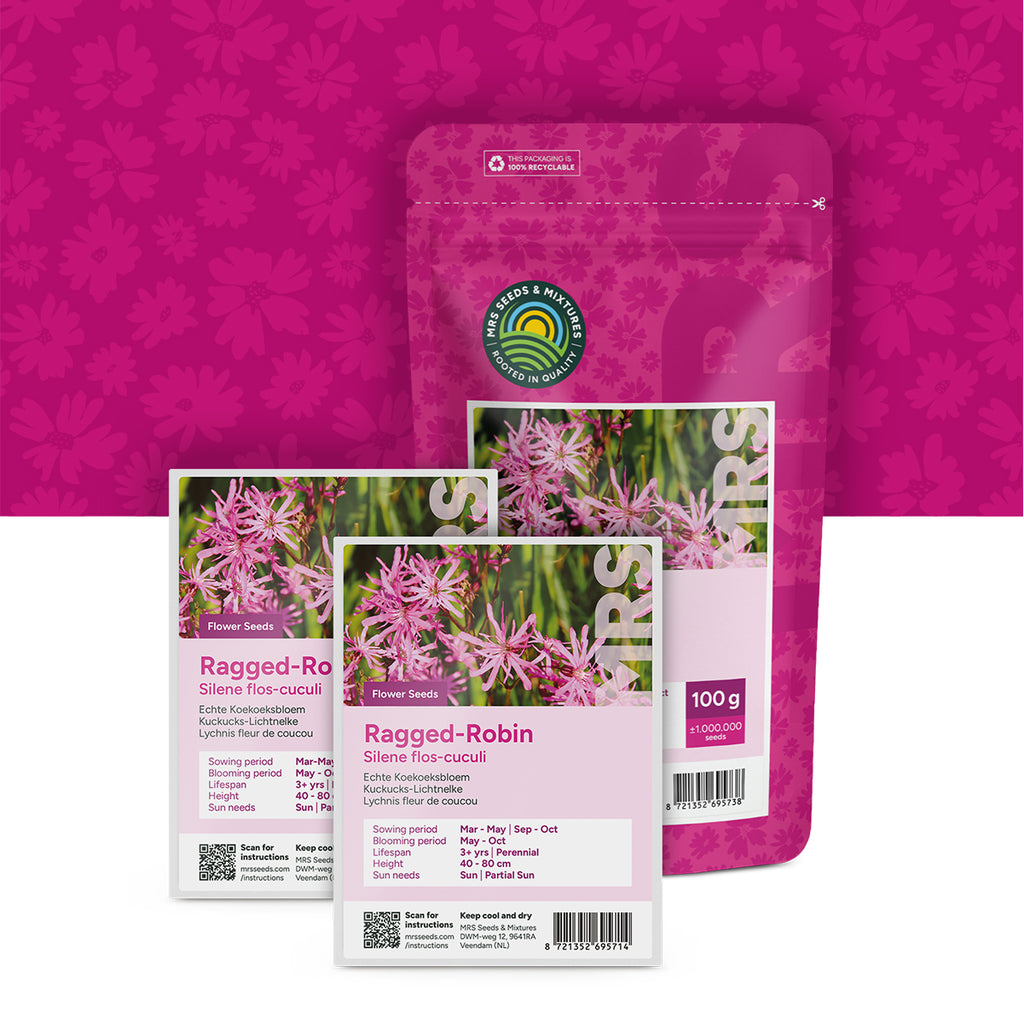 Kuckucks-Lichtnelke – Silene flos-cuculi