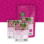 Kuckucks-Lichtnelke – Silene flos-cuculi